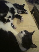 �摜(135x180)�E�g��摜(240x320)