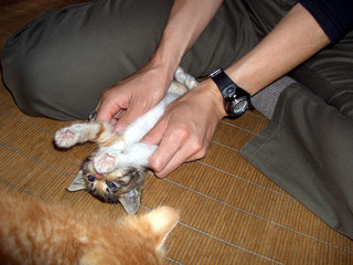 �摜(320x240)�E�g��摜(640x480)