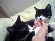 �摜(180x135)�E�g��摜(320x240)