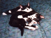 �摜(180x135)�E�g��摜(539x407)