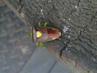 �摜(320x240)�E�g��摜(640x480)